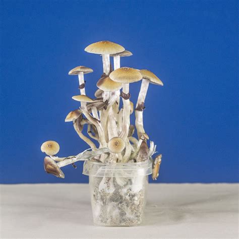 Magic mushroim grow kits ebayy